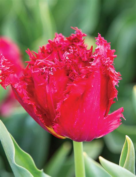 tulipa versace